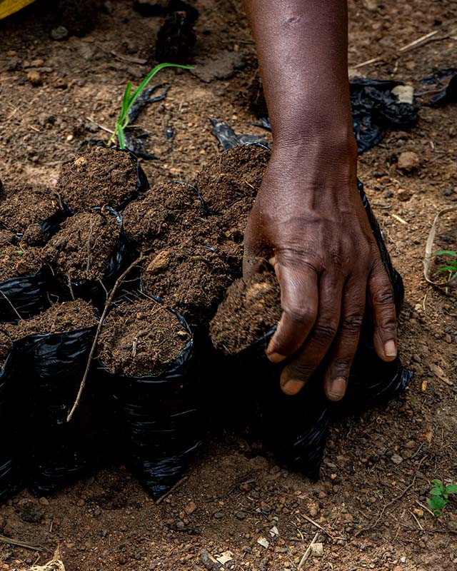 The substrate for our pots is composed of 60% compost, 30% clay soil, and 10% sand, ensuring optimal growth conditions.