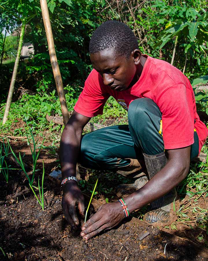 Notre compost est utilisé pour établir des lits de culture, améliorant ainsi notre auto-production.
