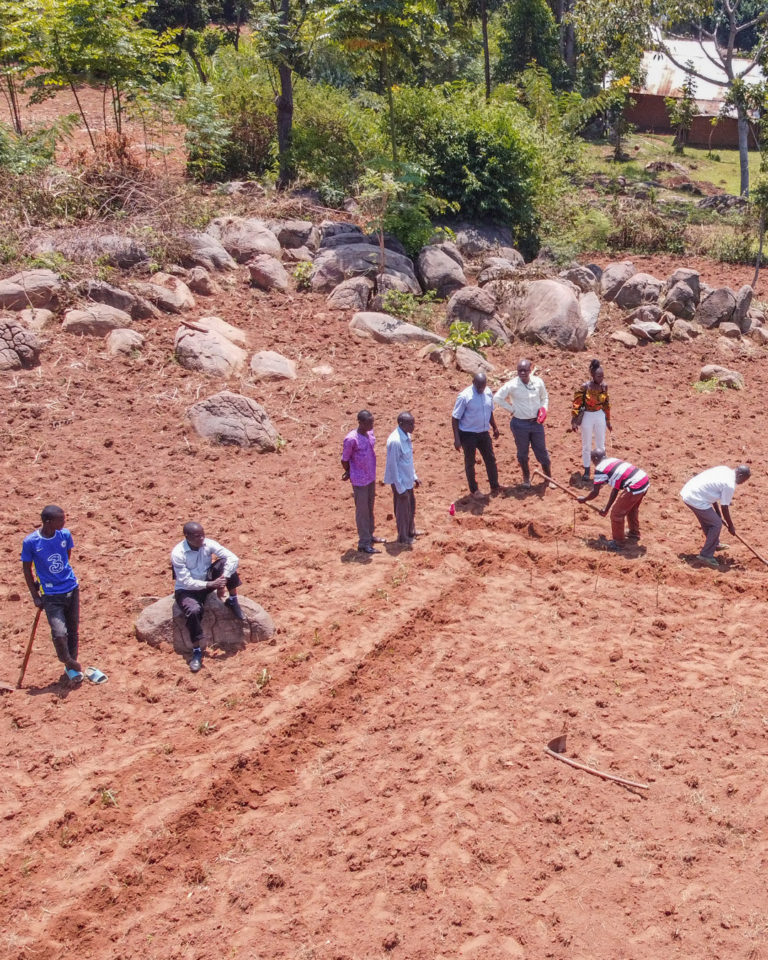 The demarcations are prepared by the group before sowing maize, Desmodium and Sudan grass.