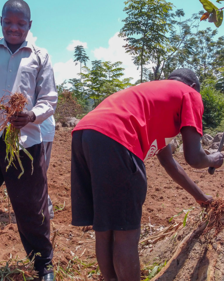 Two course participants plant Sudan grass around the perimeter of the plot.