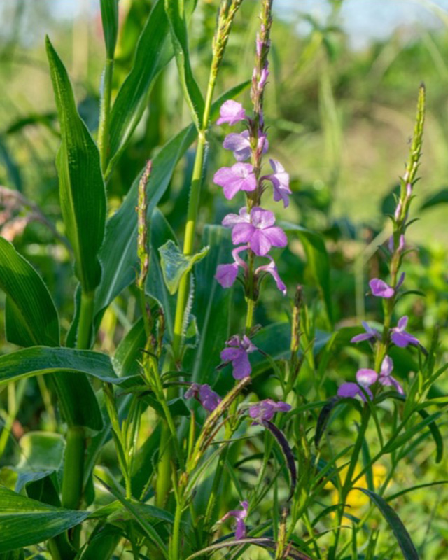 This magnificent-looking flower (Striga hermonthica) is a parasitic plant that infests maize and sorghum fields and causes substantial losses to farmers in East Africa.